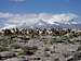 A Herd of Llamas and Nevado Coropuna