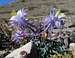 Rock Columbines