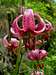 Martagon Lily <b><i> Lilium martagon