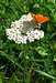<b><i>Achillea tanacetifolia</b></i> with orange butterfly