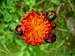 orange hawkweed <b><i>Pilosella aurantiaca
