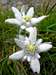 Edelweiss <i><b>Leontopodium alpinum
