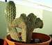 Cactus Monstruosa