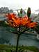 Orange Lily <b><i>Lilium bulbiferum
