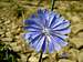 Chicory Flower