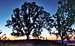 A large oak tree with the...