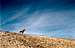 Bighorn Sheep ram near the...