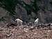 More Mountain Goats