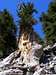 Bristlecone Pine in McFarland Gully