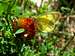 Western Sulphur Butterfly