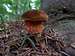 Mushroom - Boletus