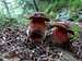 Mushrooms - Boletus