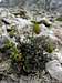 <b><i>Papaver alpinum