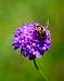 Bee on an Aravis flower