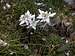 Very rare flower called edelweiss.