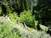 Grand Teton Surprise Lake Trail