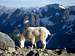 Mountain Goat on the Sahale Arm