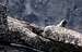 Little Annapurna summit Marmot