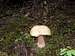Mushrooms,Bolete