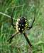 Yellow Orb Weaver Spider