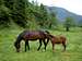 Romanian wild horses in mountains