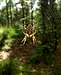Cross Spider <i><b>Araneus diadematus</i></b>
