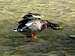 Male Mallard Duck taking flight from the River Tabor.