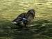 Female Mallard Duck in the River Tabor