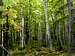 Birch-Maple Forest