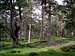 Calendonian pine in Glen Quoich