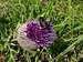 A bee on a bull thistle