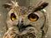 Owl Close-up