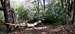 Pisgah National Forest Blowdown