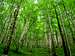 Velika Paklenica beech forest