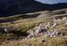 mountain sheep in grouse...