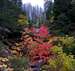 Fall Colors At Shuteye Ridge