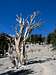 Ancient Bristlecone pine...