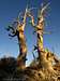 Bristlecone Pines along the South Loop trail