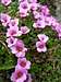 purple saxifrage <b><i>Saxifraga oppositifolia</i></b>