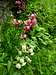 <i><b>Silene vulgaris</i></b> and <i><b>Lilium martagom