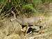 Deer in Zion National Park