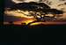 Acacia tree at sunset in the Serengeti