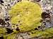yello lichen