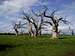 Dead trees in Essex