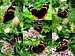 Red Admiral Compilation