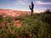 Lonesome cactus