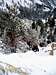 Grizz climbing snowbound West Ridge of Storm Mtn