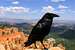 Bryce Canyon Raven