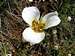 Cedar Breaks Flower
