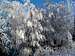 Rime on Weeping Birch Trees